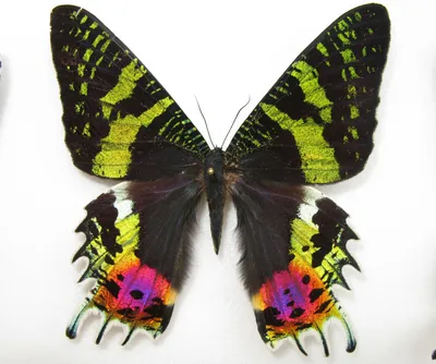 Фото самой красивой бабочки на ваш вкус: выберите формат