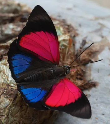 Картина природы на вашем экране: скачайте фото красивой бабочки
