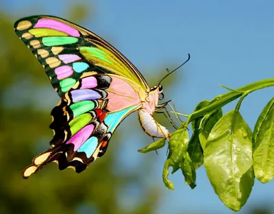 Уникальное фото красивой бабочки в формате WebP