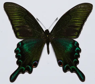Похитительница взглядов: загрузите фотографию самой красивой бабочки