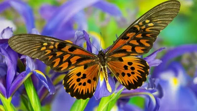 Бабочка, олицетворяющая волшебство: выберите изображение в WebP