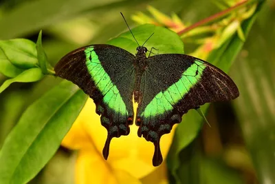 Фотография самой прекрасной бабочки в мире