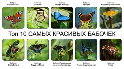 Подарок для глаз: загрузите фотографию самой красивой бабочки