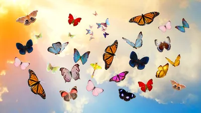 Бабочка-колибри: выберите изображение в формате JPG, PNG или WebP