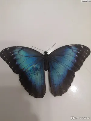 Бабочка, символизирующая покой: выберите изображение в нужном формате