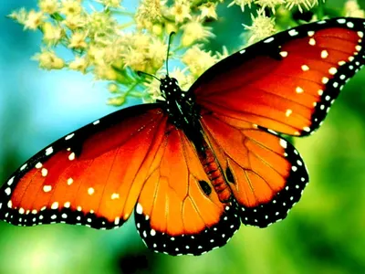 Волшебство в фото красивой бабочки: выберите формат и размер