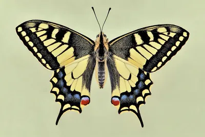 Фото самой прелестной бабочки: выберите формат и размер