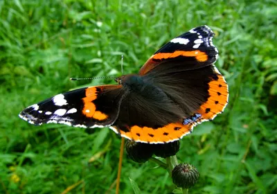 Великолепная красота на вашем экране: загрузите фото бабочки