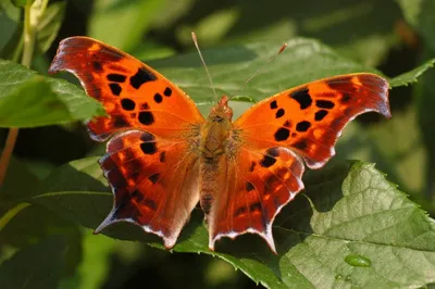 Изображение бабочки, восхищающей своей грацией: выберите размер