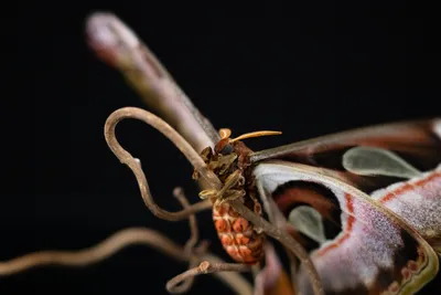 Увлекательное путешествие в мир бабочек: скачайте изображение