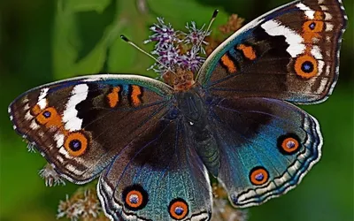 Картина природы, переносящая вас в мир бабочек: скачайте фото