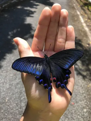 Подарок для ваших глаз: скачайте фотографию самой красивой бабочки