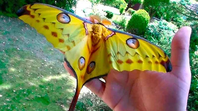 Фотография самой изысканной бабочки в формате PNG: выберите размер
