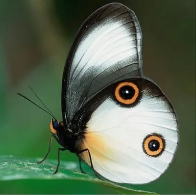 Фото самой загадочной бабочки: выберите размер и формат