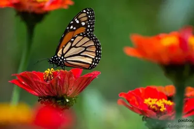 Раскрытие красоты природы: загрузите фотографию бабочки