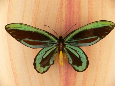 Волшебный мир на фото красивой бабочки: выберите формат и размер
