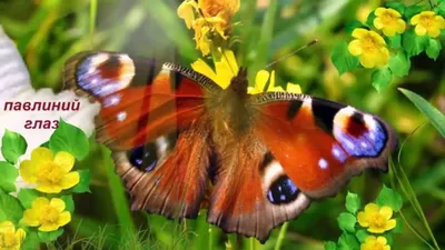 Фотография самой элегантной бабочки: выберите желаемые параметры