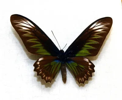 Бабочка-поэтесса: выберите изображение в формате JPG, PNG или WebP