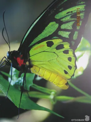 Картина природы, переносящая вас в мир бабочек: скачайте фото