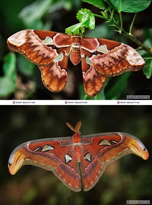 Фотка самой таинственной бабочки: выберите размер и формат