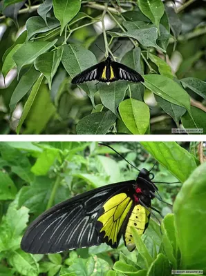 Бабочка, приносящая гармонию: выберите изображение в нужном формате