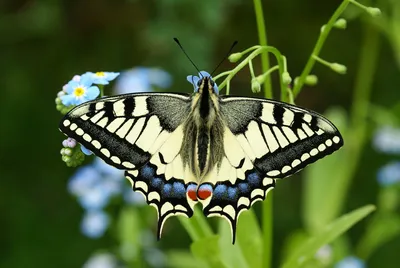 Прикоснитесь к красоте природы: загрузите фотографию бабочки