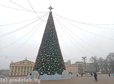 Фотографии для вдохновения: Новогодние елки в разных форматах