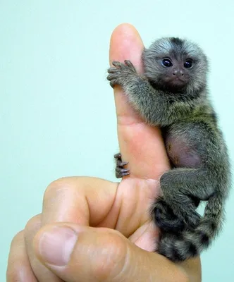 Фотообои с крошечной обезьяной: Выберите свой размер