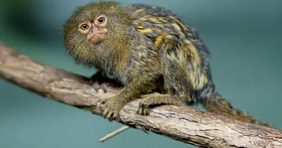 Познайте маленькую обезьяну: Изображение в форматах JPG и PNG