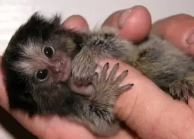 Самая маленькая обезьяна: Загадочный мир мартышки