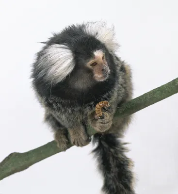 Великаны в миниатюре: Фото самой крошечной обезьяны