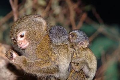 Маленькая обезьяна, большие чудеса: Уникальные кадры
