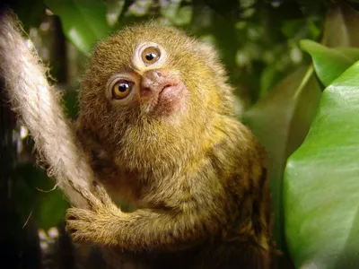 В мире маленьких обезьян: Фотографии удивительной жизни