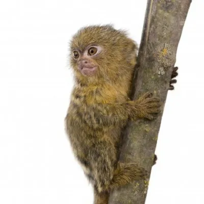 Великолепная малышка: Фото обезьяны в 4K