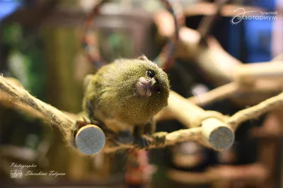За кулисами миниатюрного цирка: Фотографии обезьяны-акробата