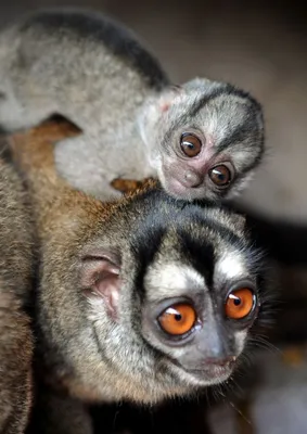Мини-чудо в природе: Фотографии маленькой обезьяны