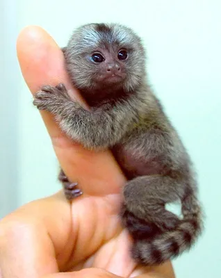 Шедевры макромира: Фотографии самой маленькой обезьяны