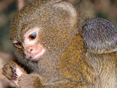 Маленькая обезьяна на первом плане: Фотографии величайшей крошки