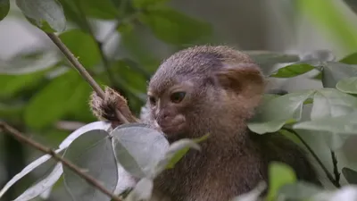 Full HD изображение самой крошечной обезьяны 2024 года