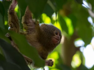 Фоткa обезьянки: крошечный мир в хорошем качестве