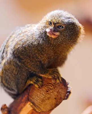 Арт-фото: крошечная обезьянка в формате jpg