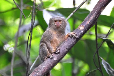 Фото маленькой обезьяны: лучший фон для телефона