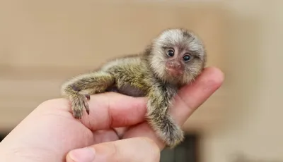 Фотография крошечной обезьяны в 4K разрешении