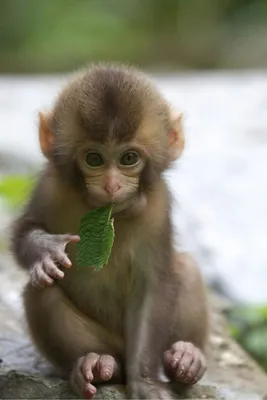 Фото самой маленькой обезьяны в HD качестве