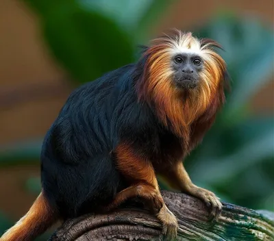 Фото на айфон: миниатюрная обезьяна в исключительном качестве