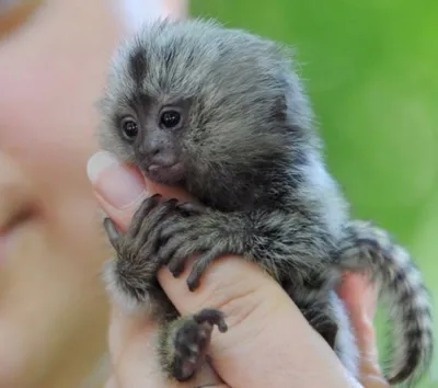 Самая маленькая обезьяна в 4K разрешении