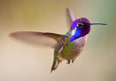 Удивительное изображение самой маленькой птицы