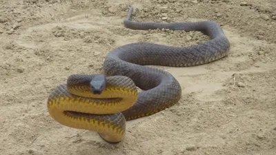 Самая страшная змея в мире  фото