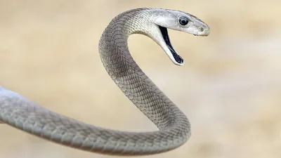 Страшная змея, которая заставит вас отпрянуть: загрузите фото.