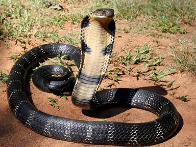 Самая страшная змея в мире фотографии